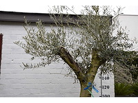 Olive split old skin - olive tree - afbeelding 10 van  11