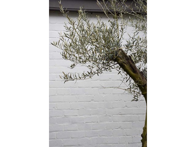 Olive split old skin - olive tree - afbeelding 11 van  11