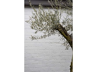 Olive split old skin - olive tree - afbeelding 11 van  11