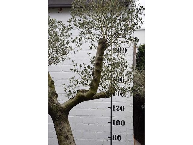 Olive split old skin - olive tree - afbeelding 1 van  5