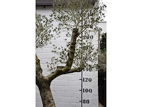 Olive split old skin - olive tree - afbeelding 1 van  5