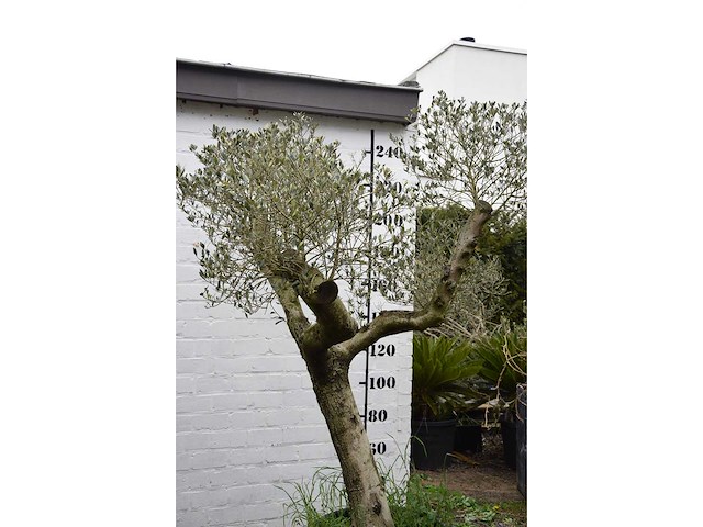 Olive split old skin - olive tree - afbeelding 2 van  5