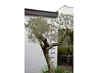 Olive split old skin - olive tree - afbeelding 2 van  5
