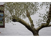 Olive split old skin - olive tree - afbeelding 3 van  5