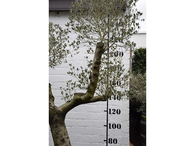 Olive split old skin - olive tree - afbeelding 4 van  5