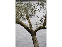 Olive split old skin - olive tree - afbeelding 5 van  5