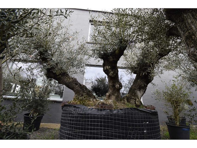 Olive triple trunk old skin - olive tree - afbeelding 1 van  2