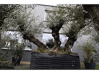 Olive triple trunk old skin - olive tree - afbeelding 1 van  2