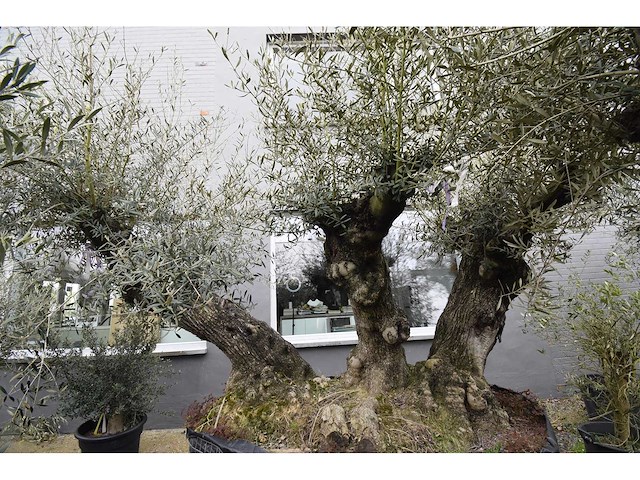 Olive triple trunk old skin - olive tree - afbeelding 2 van  2