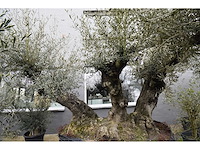 Olive triple trunk old skin - olive tree - afbeelding 2 van  2