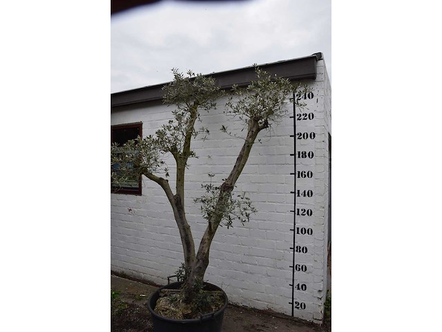 Olive trunk - olive tree - afbeelding 2 van  11