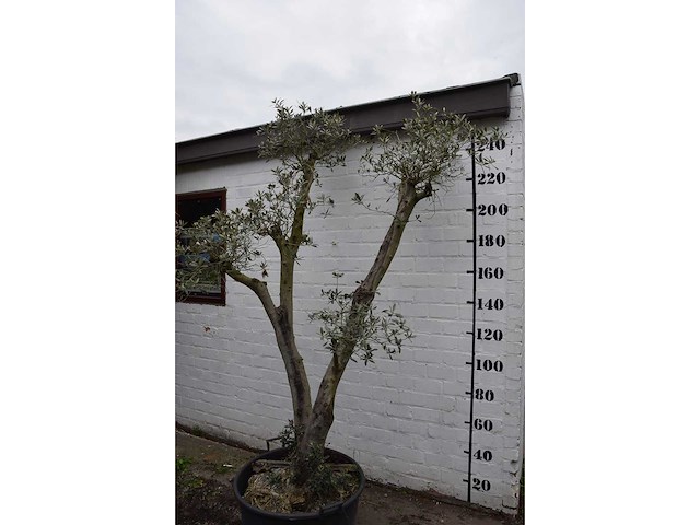Olive trunk - olive tree - afbeelding 3 van  11