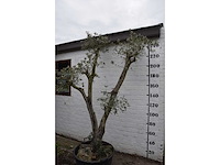 Olive trunk - olive tree - afbeelding 3 van  11
