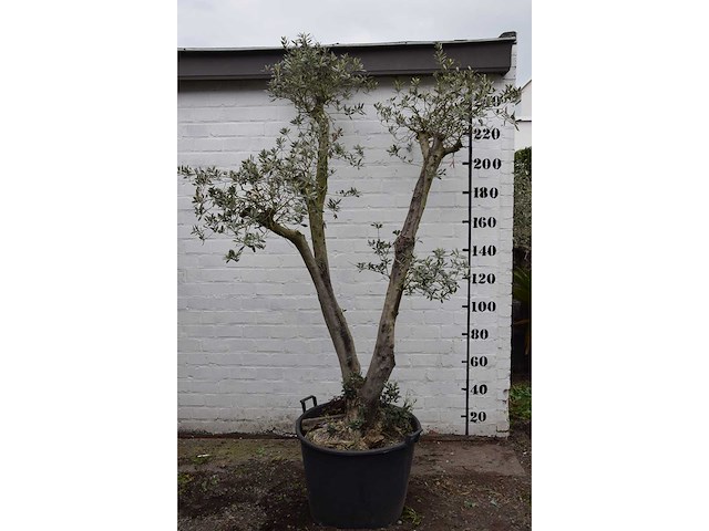 Olive trunk - olive tree - afbeelding 1 van  11