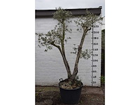 Olive trunk - olive tree - afbeelding 1 van  11