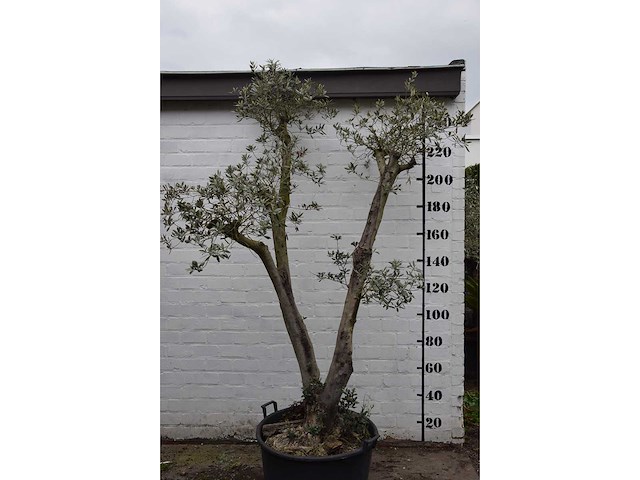 Olive trunk - olive tree - afbeelding 4 van  11
