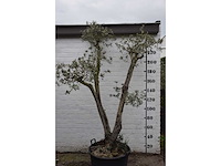 Olive trunk - olive tree - afbeelding 4 van  11