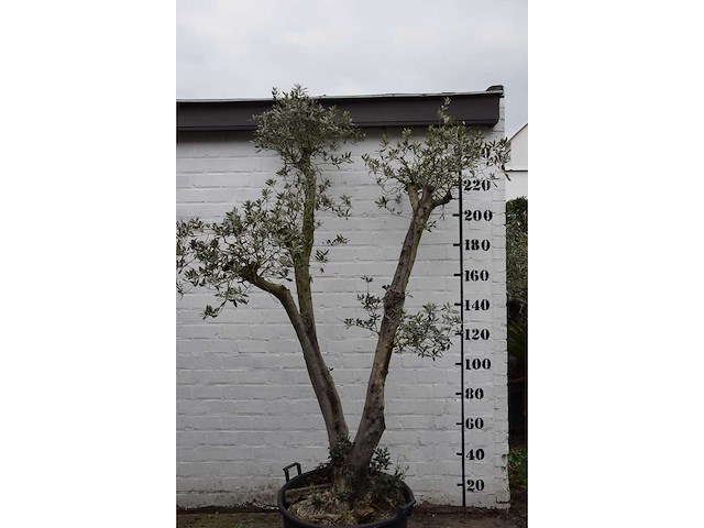 Olive trunk - olive tree - afbeelding 5 van  11