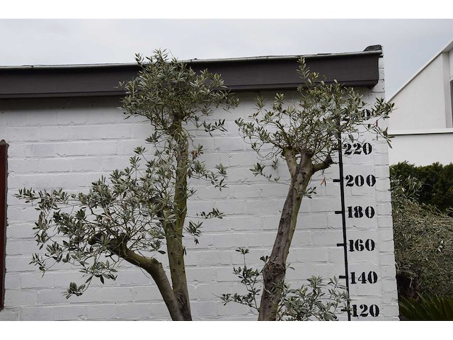 Olive trunk - olive tree - afbeelding 6 van  11