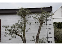 Olive trunk - olive tree - afbeelding 6 van  11