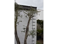 Olive trunk - olive tree - afbeelding 7 van  11