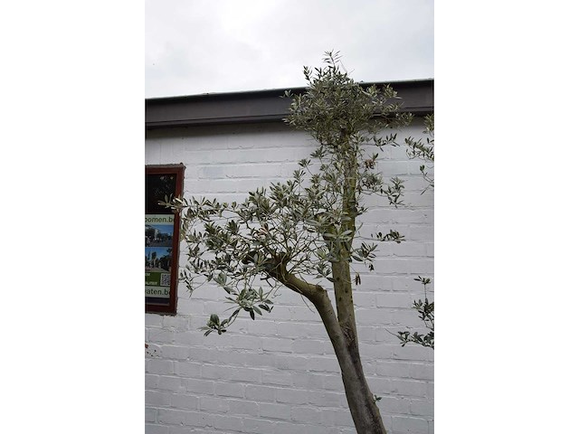 Olive trunk - olive tree - afbeelding 8 van  11