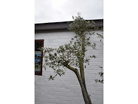 Olive trunk - olive tree - afbeelding 8 van  11