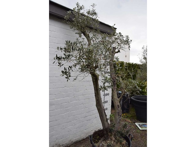 Olive trunk - olive tree - afbeelding 9 van  11