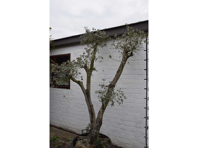 Olive trunk - olive tree - afbeelding 10 van  11
