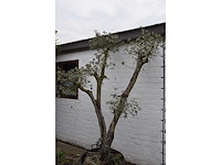 Olive trunk - olive tree - afbeelding 10 van  11