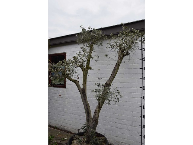 Olive trunk - olive tree - afbeelding 11 van  11