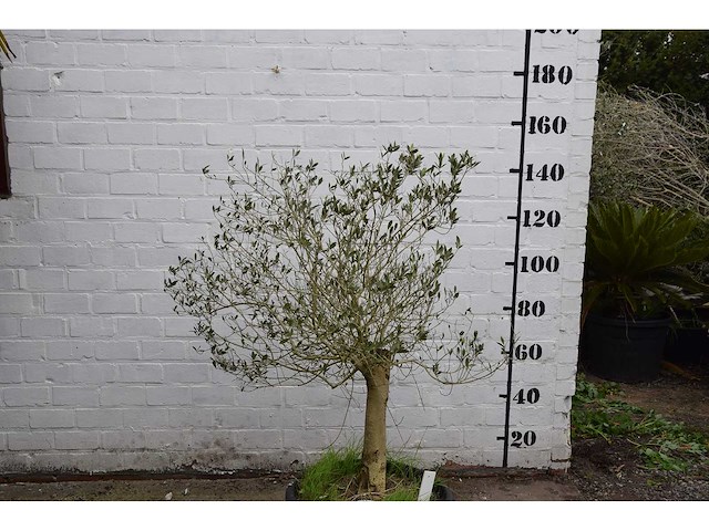 Olive young skin - olive tree - afbeelding 1 van  6