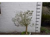 Olive young skin - olive tree - afbeelding 1 van  6