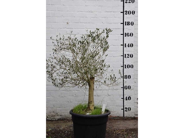 Olive young skin - olive tree - afbeelding 2 van  6