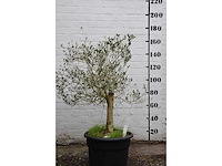 Olive young skin - olive tree - afbeelding 2 van  6