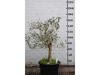 Olive young skin - olive tree - afbeelding 3 van  6