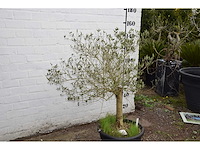 Olive young skin - olive tree - afbeelding 4 van  6