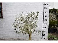 Olive young skin - olive tree - afbeelding 5 van  6