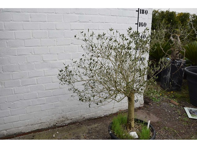 Olive young skin - olive tree - afbeelding 6 van  6