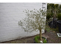 Olive young skin - olive tree - afbeelding 6 van  6