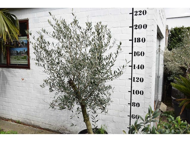 Olive young skin - olive tree - afbeelding 1 van  6