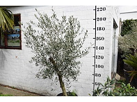 Olive young skin - olive tree - afbeelding 1 van  6