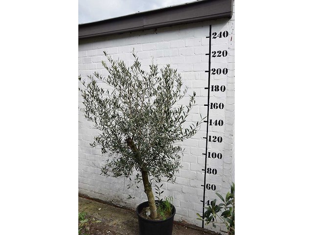 Olive young skin - olive tree - afbeelding 2 van  6