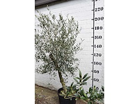 Olive young skin - olive tree - afbeelding 3 van  6