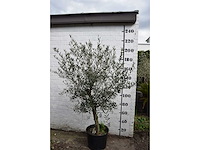 Olive young skin - olive tree - afbeelding 4 van  6