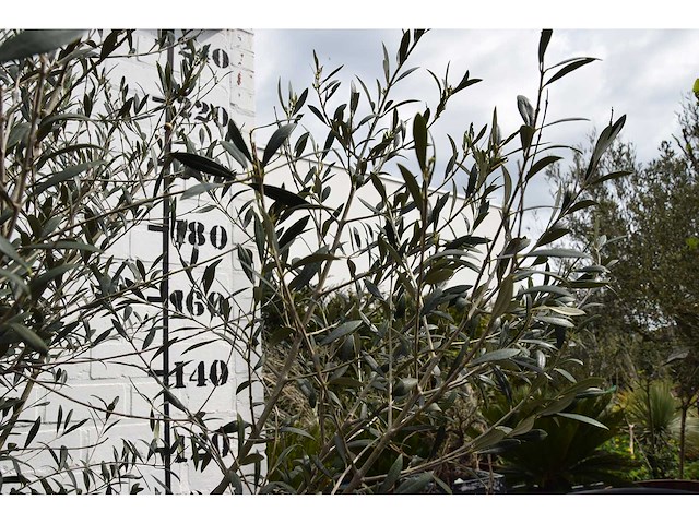 Olive young skin - olive tree - afbeelding 5 van  6
