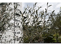 Olive young skin - olive tree - afbeelding 5 van  6