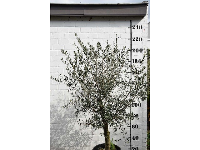 Olive young skin - olive tree - afbeelding 6 van  6