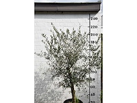 Olive young skin - olive tree - afbeelding 6 van  6