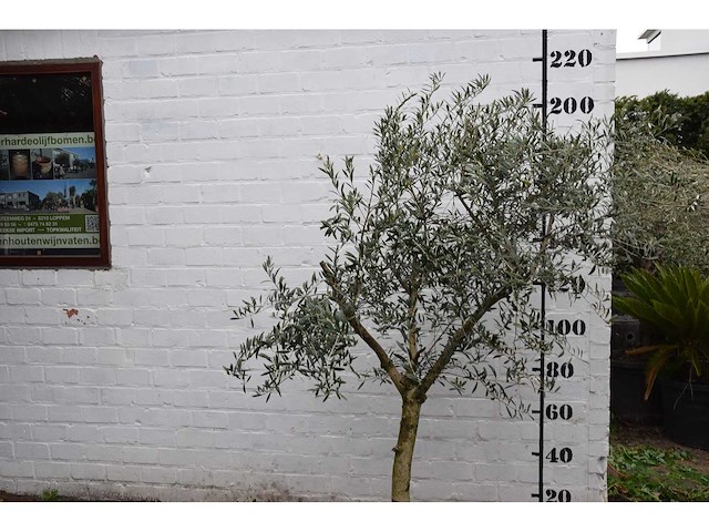Olive young skin - olive tree - afbeelding 1 van  8